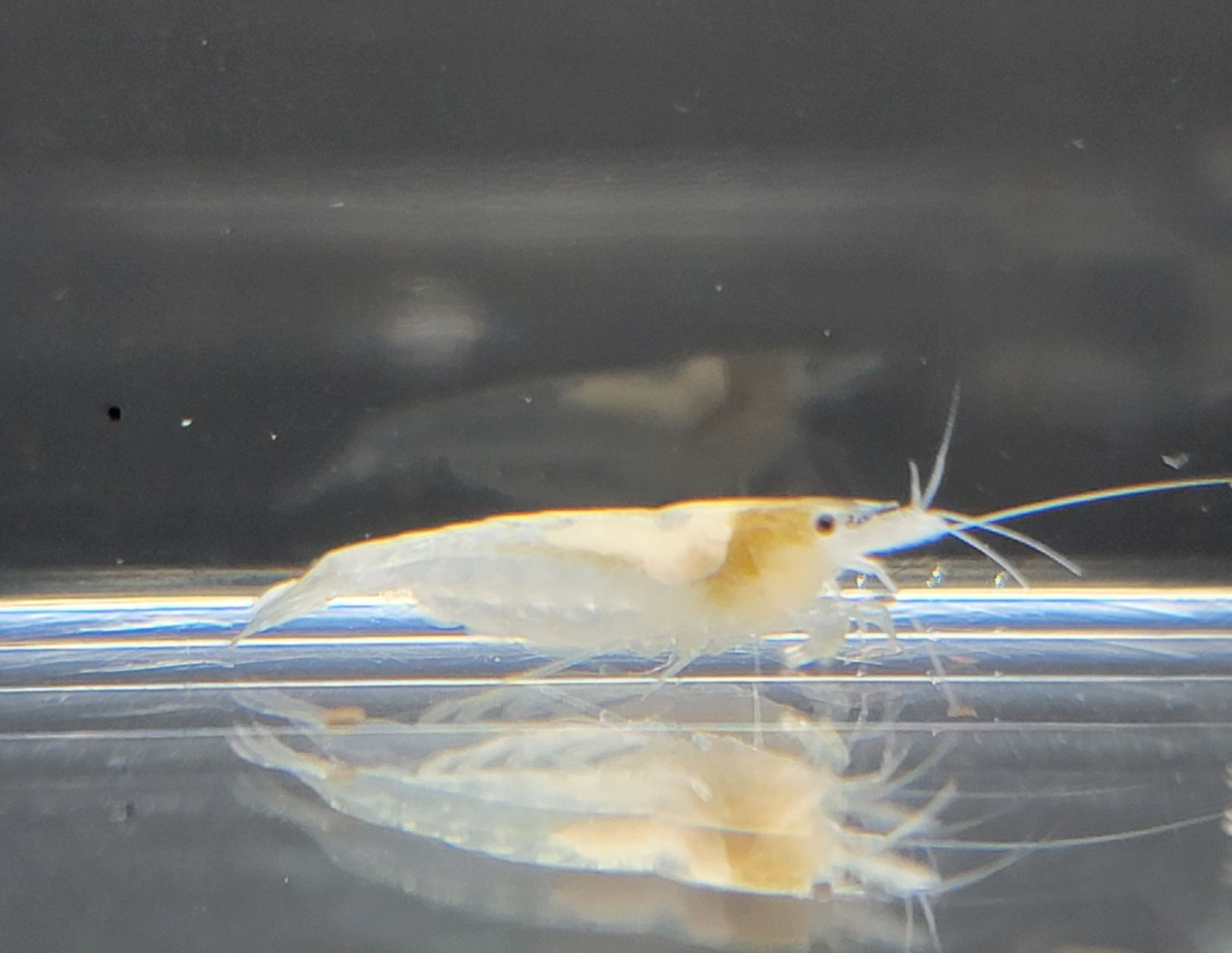 Snowball Shrimp