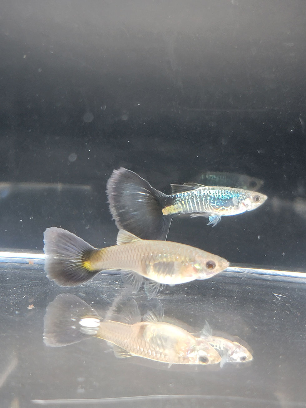 Thumbnail: Galaxy Blue Tail