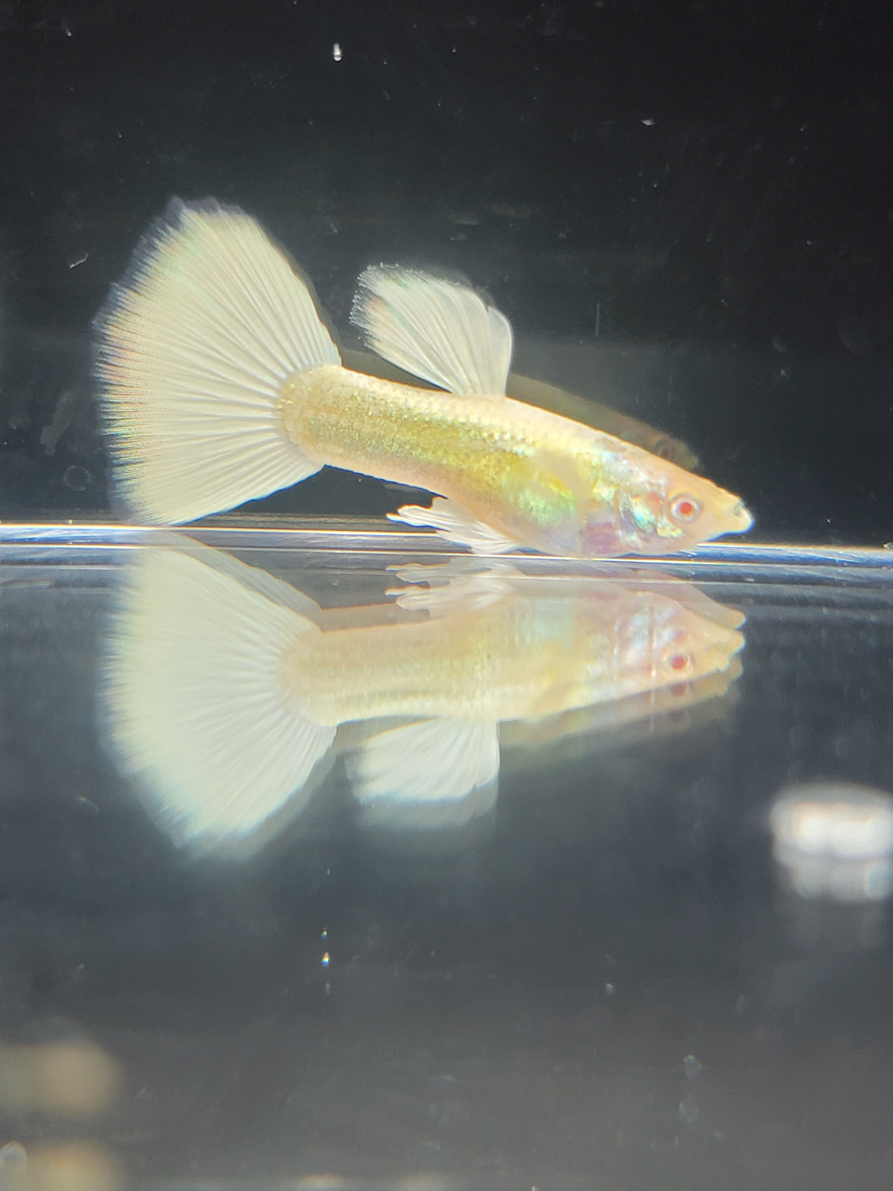 Albino Full Platinum White