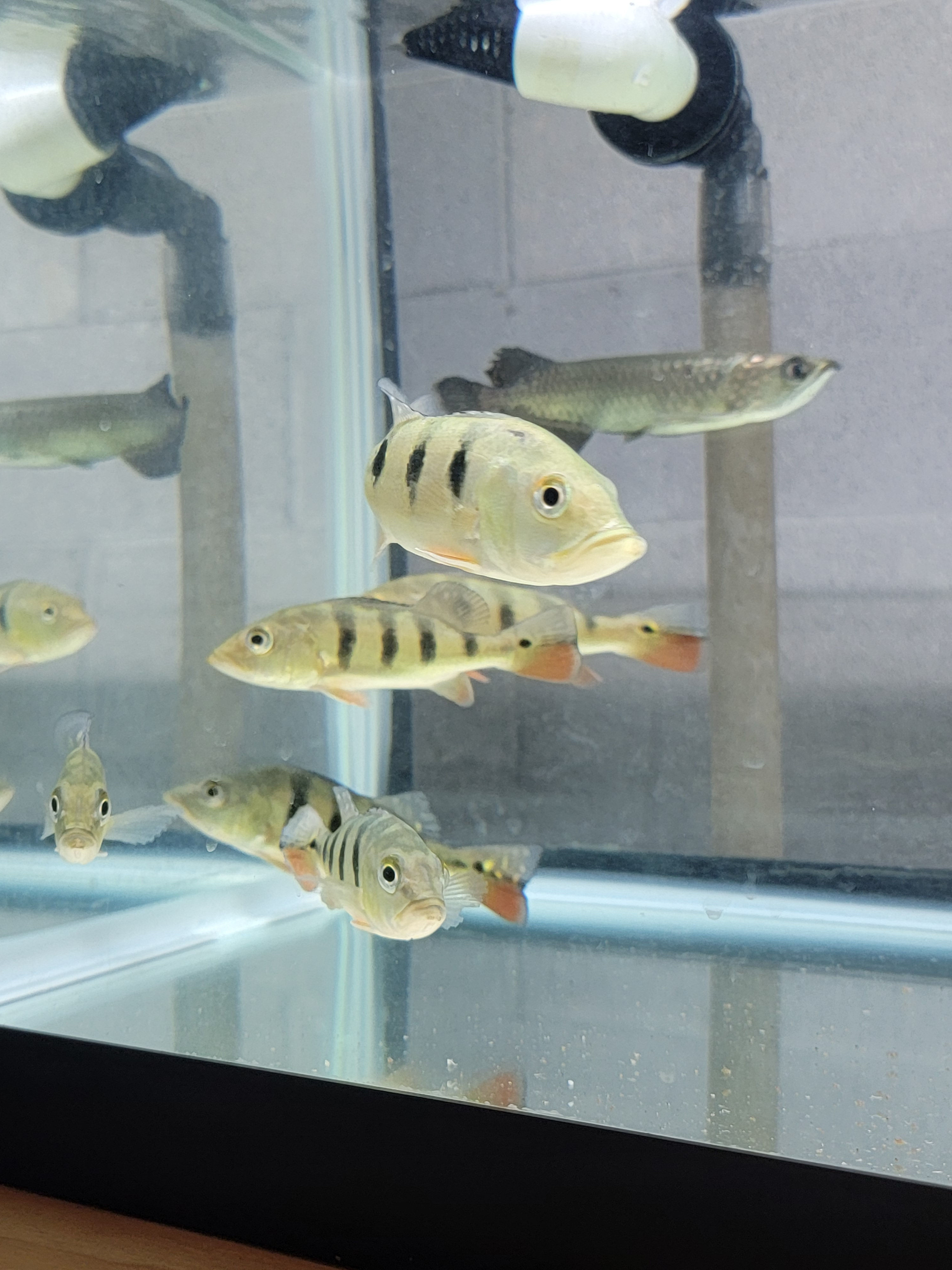 Kelberi Peacock Bass