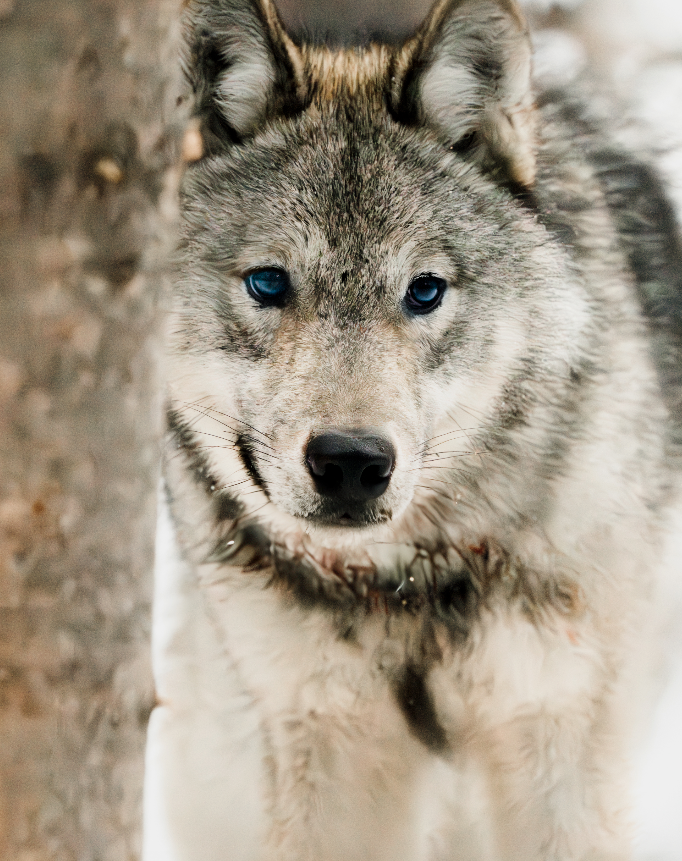 Arctic Wolf - Jordan Rendle.png