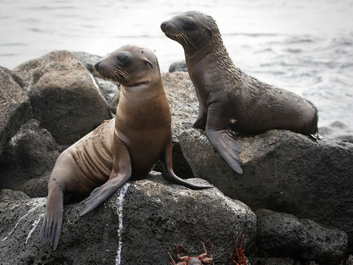 Exotic Animals and their Woes
