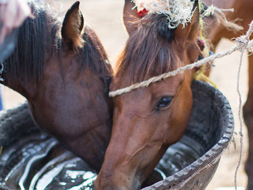 HORSE – ABUSE