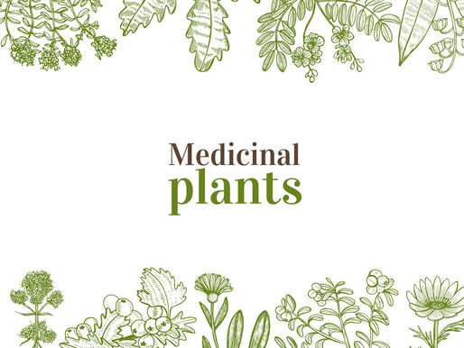 Medicinal Plants That You Can Keep In Your Garden