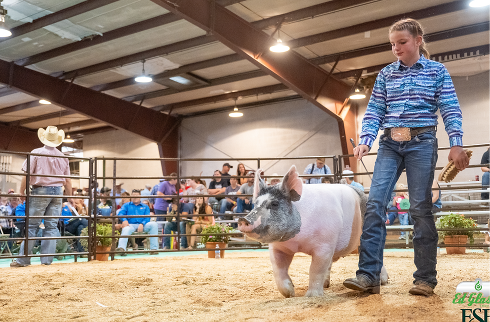 sc pig pic
