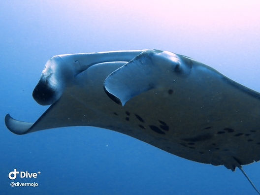 maldives-scuba-diving.jpeg