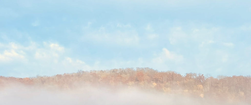 Skov og blå himmel