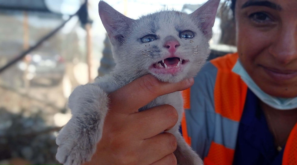 HAYTAP Manavgat'ta hayvan hastanesi kurdu