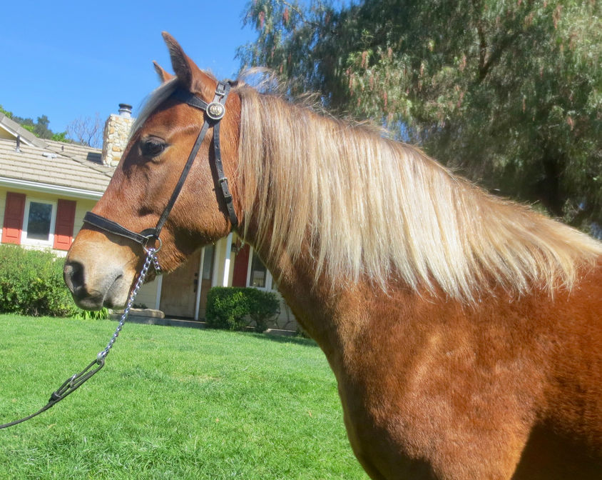 MS Shadrach's Sweet Valentine