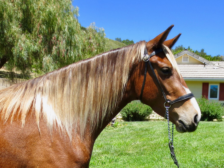 WOF Rocky Top's Arabella