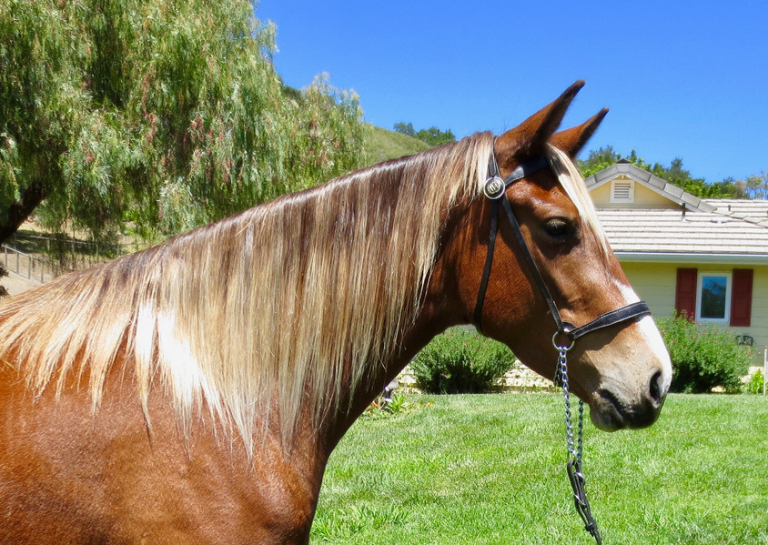 WOF Rocky Top's Arabella