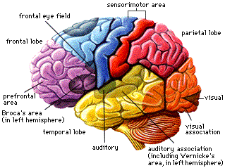 Brain Image