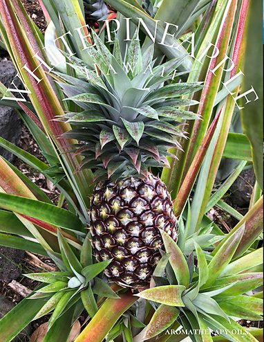 WHITE PINEAPPLE Aroma Oil WEBPIC.png