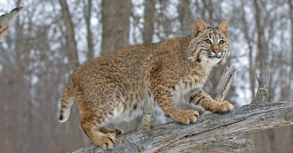 What-Eats-Snakes-bobcat.jpg