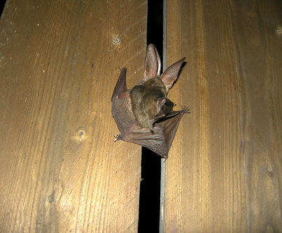 Photo chiro mai 2009 015_edited.jpg