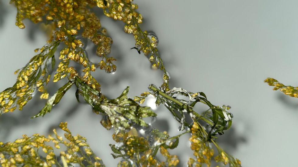 Freshly picked Solidago spp./Golden Rod in bath water