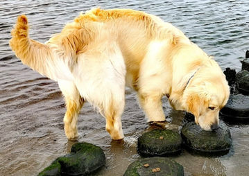 Benny Wasserstein.jpg