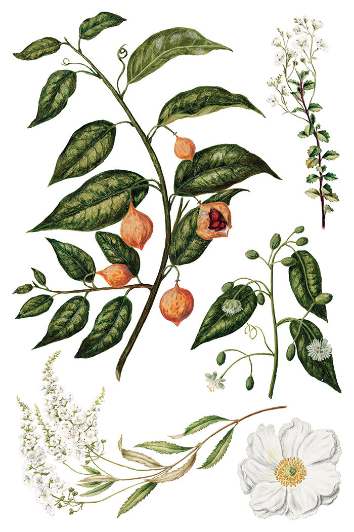 Thumbnail: Detailed botanical illustrations of plants: green leaves, orange berries, white flowers.