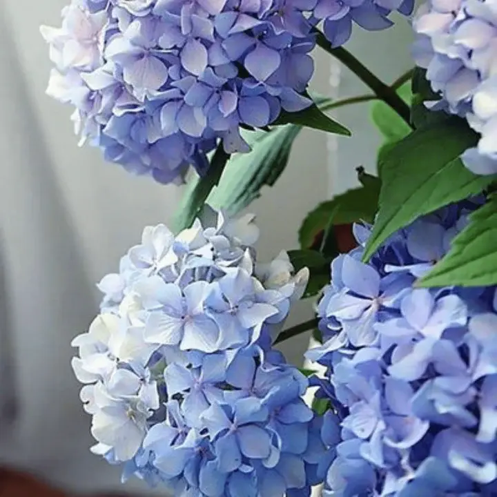 Paint By Number - Happily Hydrangea 16" X 20"
