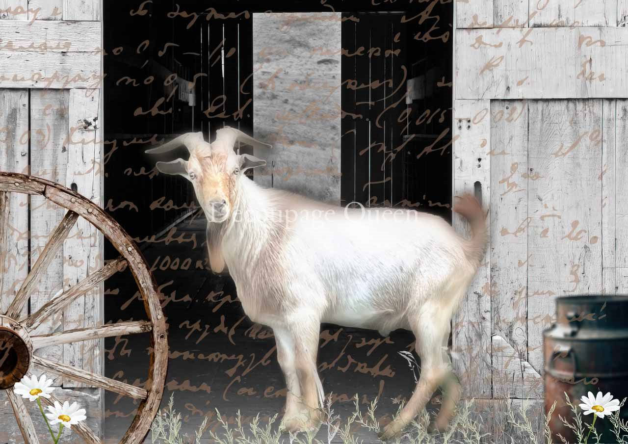 Goat standing before white barn door, wagon wheel, daisies, script overlay.