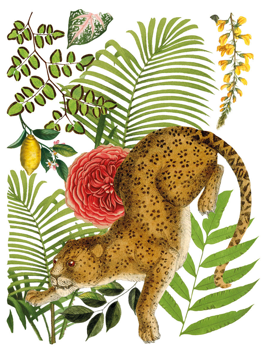 Thumbnail: Crouching leopard illustration amidst tropical leaves, vibrant red flower, and yellow lemon.