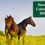 Thumbnail: Horses Calendar 2026