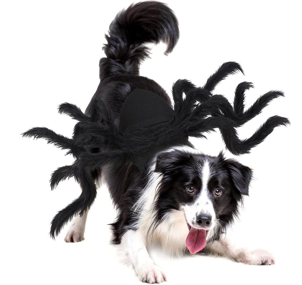 Déguisement pour chien