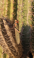 064Guajira.png