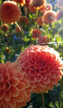 022MadridJardinBotanico.png