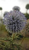 021MadridJardinBotanico.png