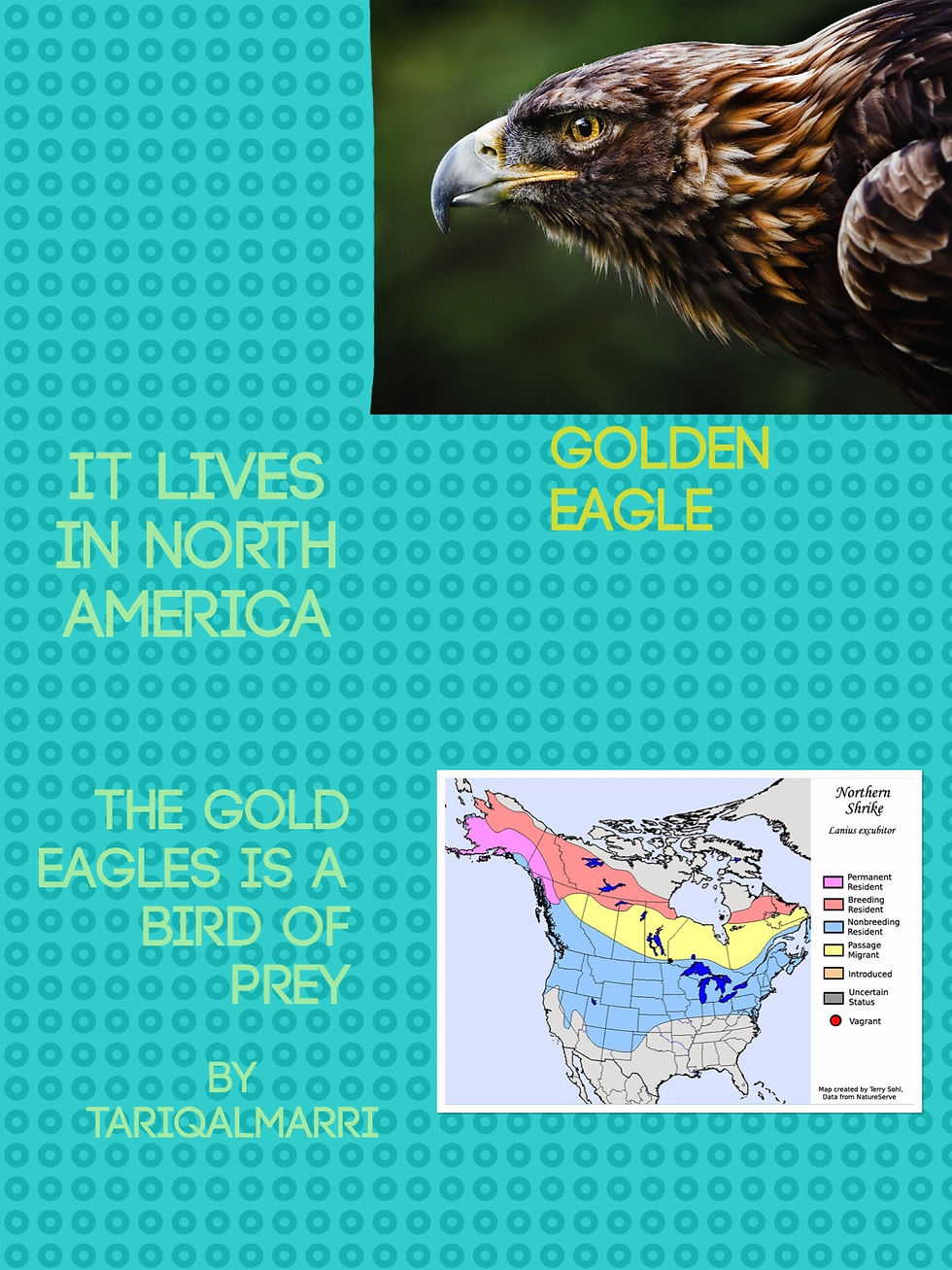 Eagle Pic Collage Projects