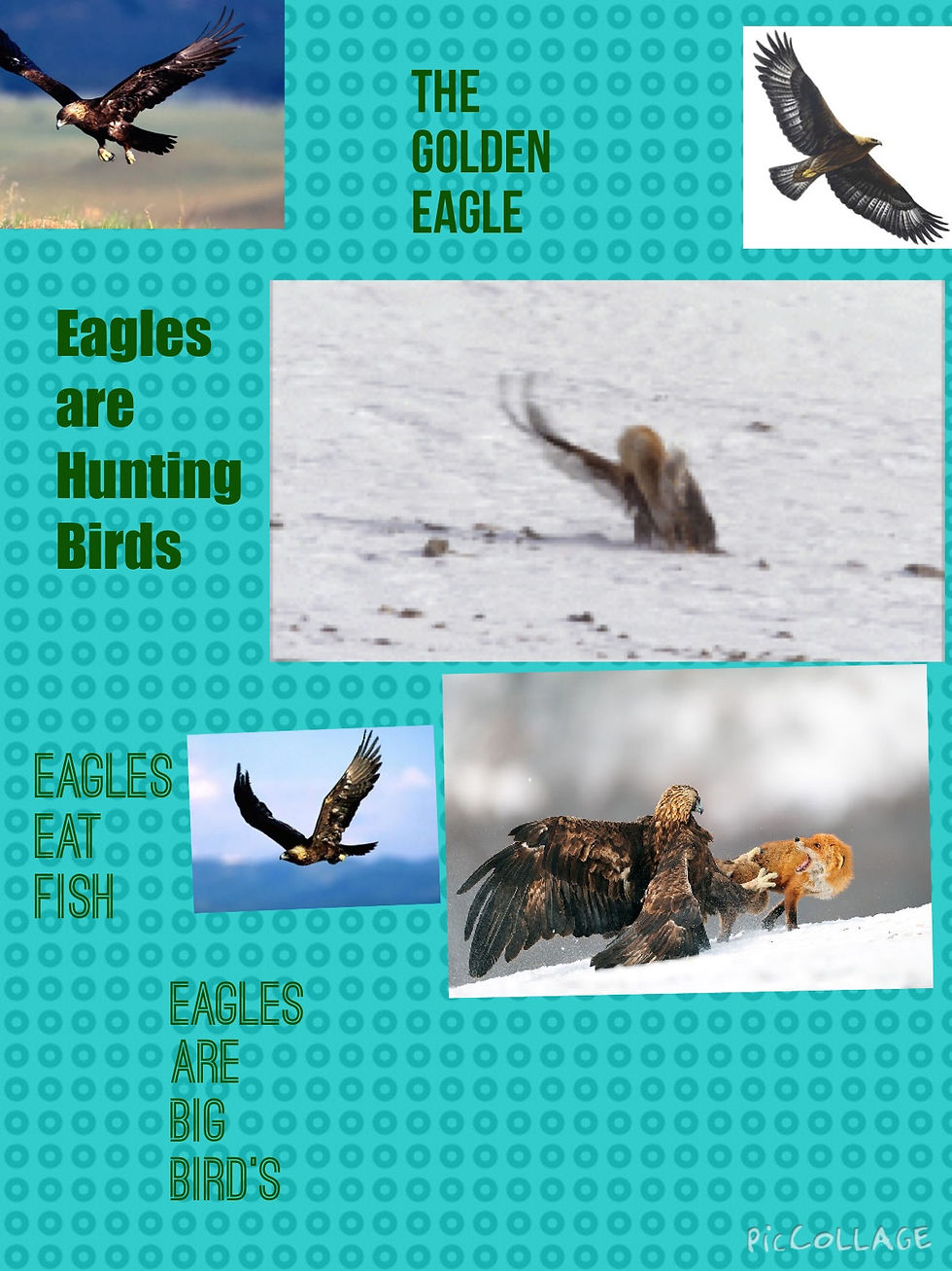 Eagle