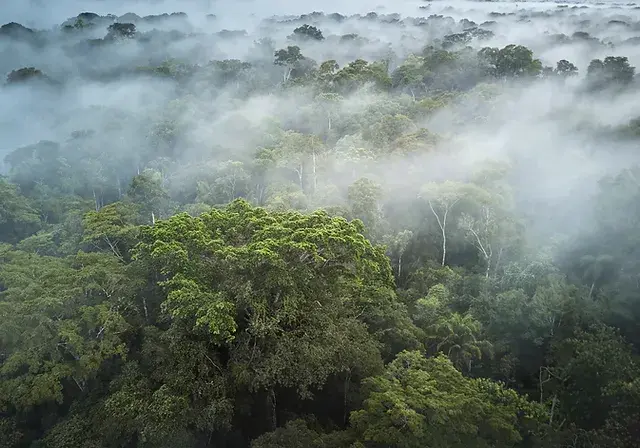 Foret amazonienne