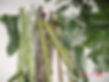 Eucalyptus Chew sticks, branches, leaves