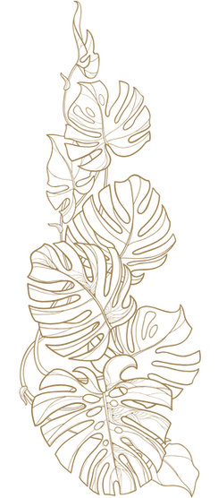 Monstera Vine