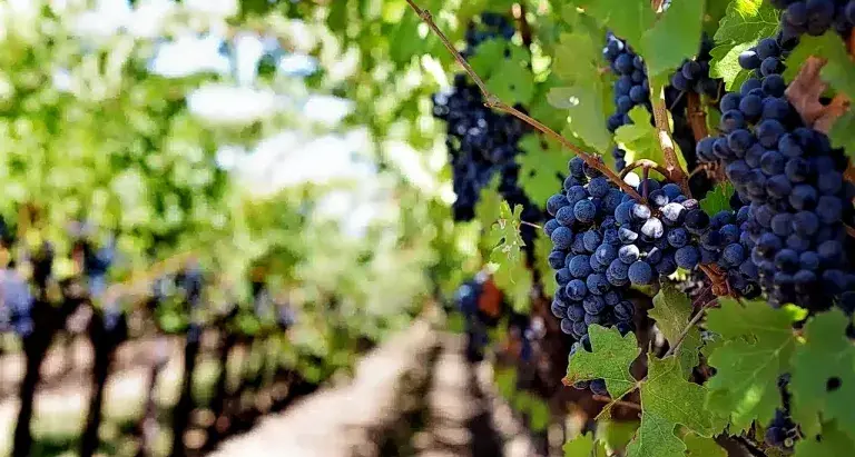 Universidad Nacional de Córdoba lanza Tecnicatura en Viticultura y Enología para 2027