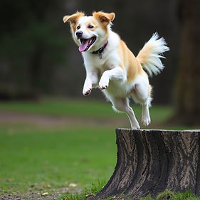 dog doing parkour.jpg