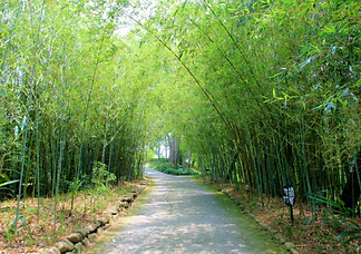 天空之城竹林 │苗栗求婚企劃公司,苗栗求婚錄影推薦,苗栗求婚拍攝