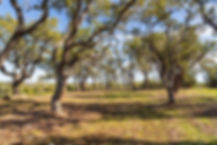 DSC05355-HDR.jpg