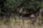 464-Black-Buck.jpg
