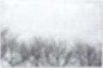 Winter Trees #09091903