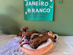 Janeiro Branco: Conscientização sobre cuidados neonatais garante um futuro saudável aos filhotes