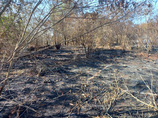 Após incêndio em agosto, área do Conjunto Habitacional JACB será reflorestada, diz Prefeitura