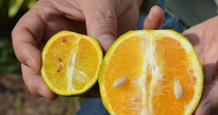 Citricultores de Jales farão pare de levantamento sobre greening no estado