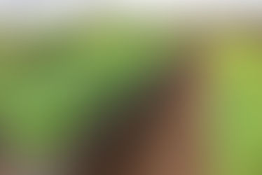 Prefeitura de Jales lança projeto “Disque-Árvore” para incentivar arborização urbana a partir de 4 de maio