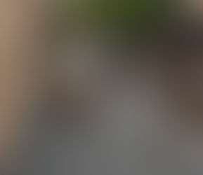 Do início do agendamento presencial até o dia 17 de novembro, Prefeitura castrou mais 2 mil cães e gatos