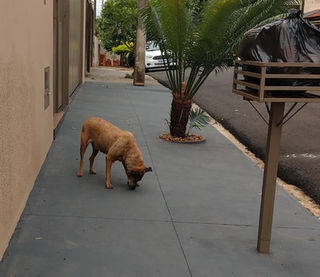 Do início do agendamento presencial até o dia 17 de novembro, Prefeitura castrou mais 2 mil cães e gatos