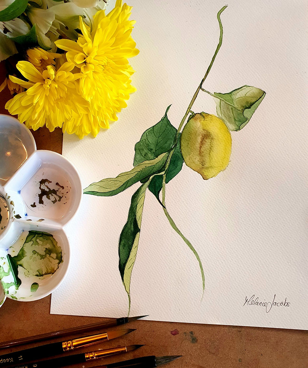 Lemons Original Watercolour Painting By Melanie Jacobs