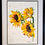 Thumbnail: Sunflowers Original Watercolour by Melanie Jacobs