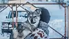 railakka-husky-winter-kuusamo.webp